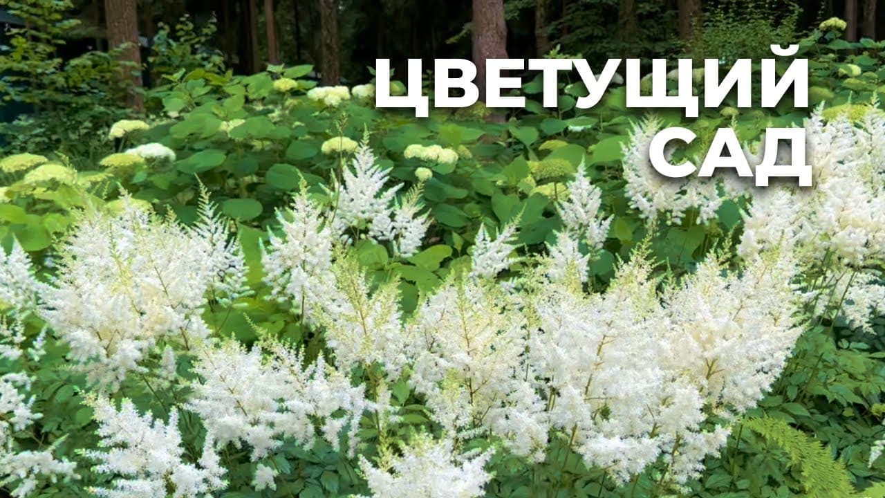 Ландшафтный дизайн участка в лесной зоне